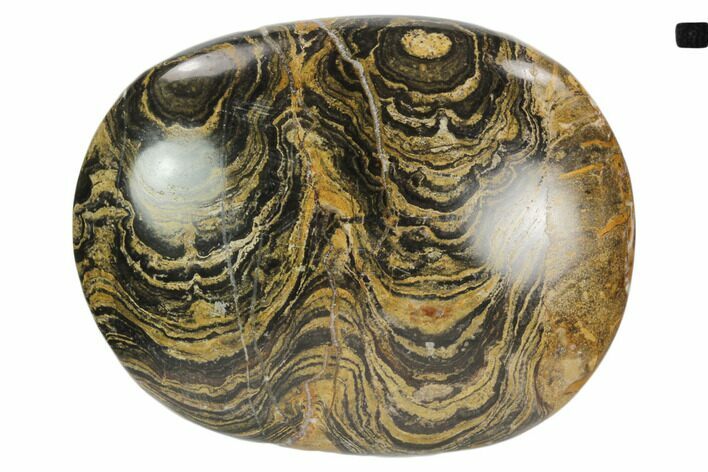 Polished Stromatolite (Greysonia) Pebble - Bolivia #126346